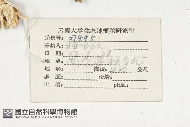 細葉萊菔藏品圖，第2張