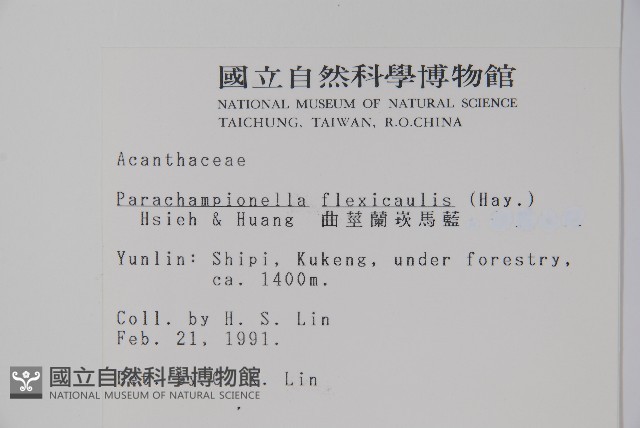 曲莖馬藍藏品圖，第2張
