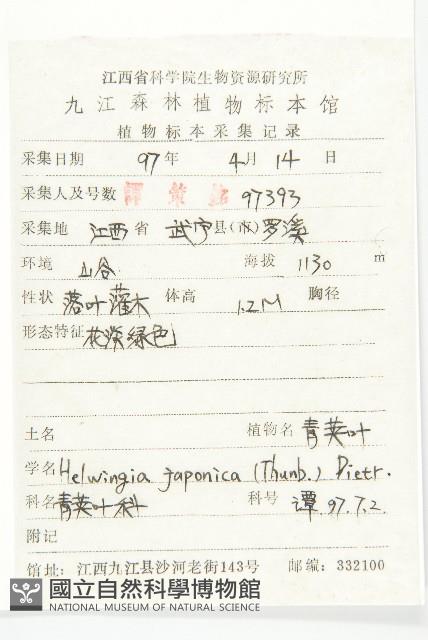 青莢葉藏品圖，第2張