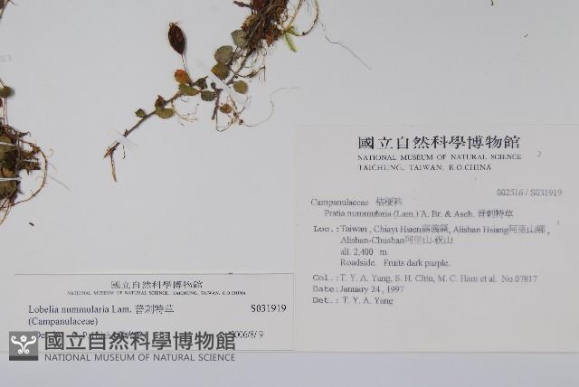 普刺特草藏品圖，第2張