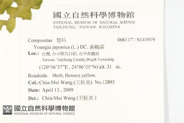 黃鵪菜藏品圖，第2張