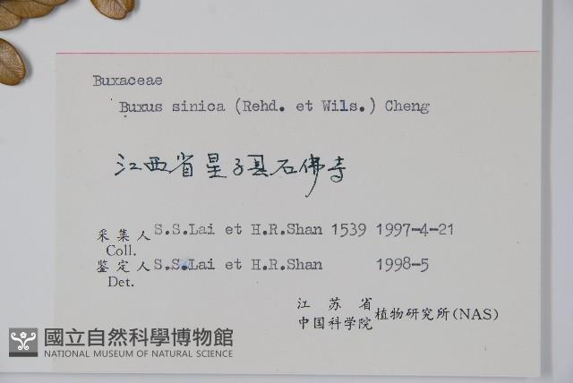 黃楊藏品圖，第2張