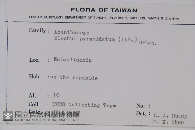 賽山藍藏品圖，第2張