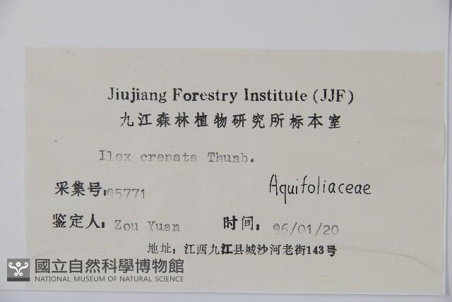 假黃楊藏品圖，第2張