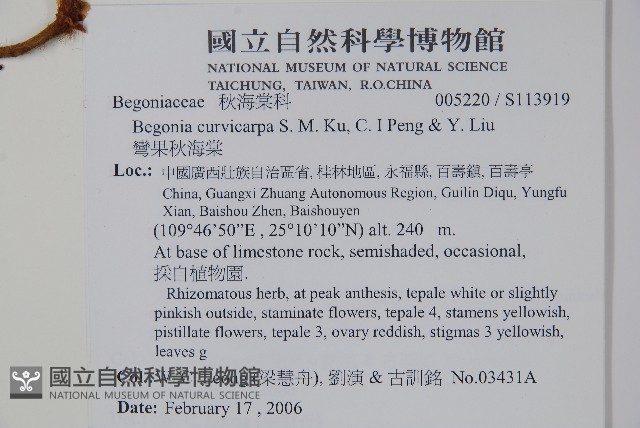 彎果秋海棠藏品圖，第2張