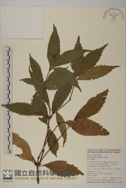 草珊瑚、紅果金粟蘭藏品圖，第1張