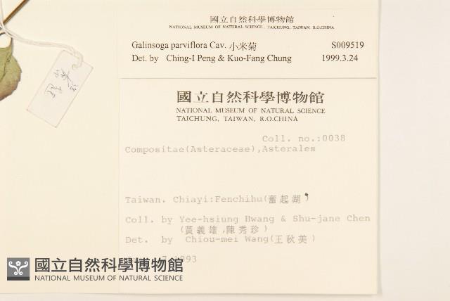 小米菊藏品圖，第2張