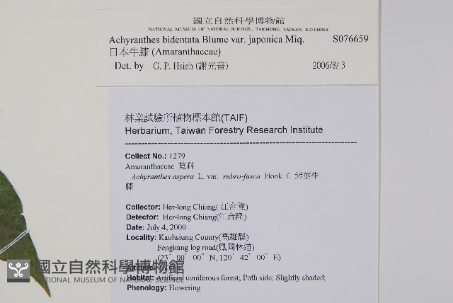 日本牛膝藏品圖，第5張