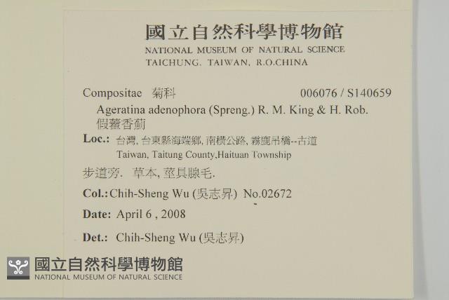 假藿香薊藏品圖，第2張