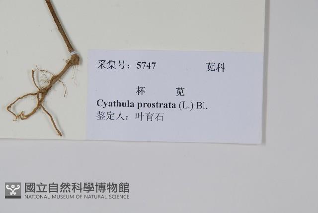 假川牛膝藏品圖，第2張