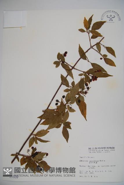 呂宋莢迷藏品圖，第1張