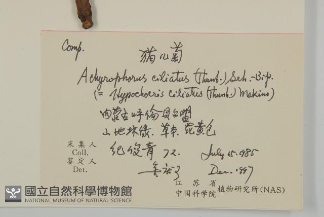 貓兒菊藏品圖，第2張