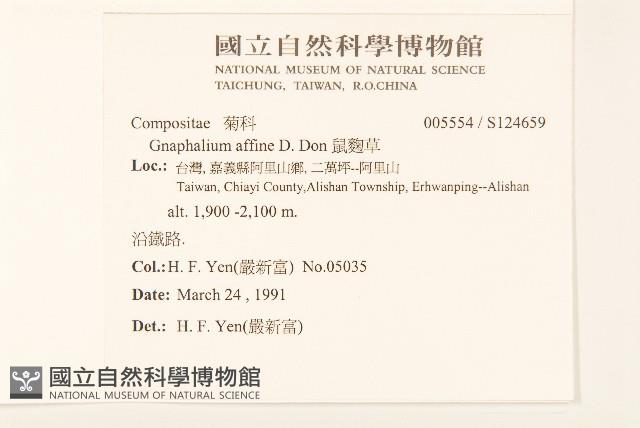 鼠麴草藏品圖，第2張