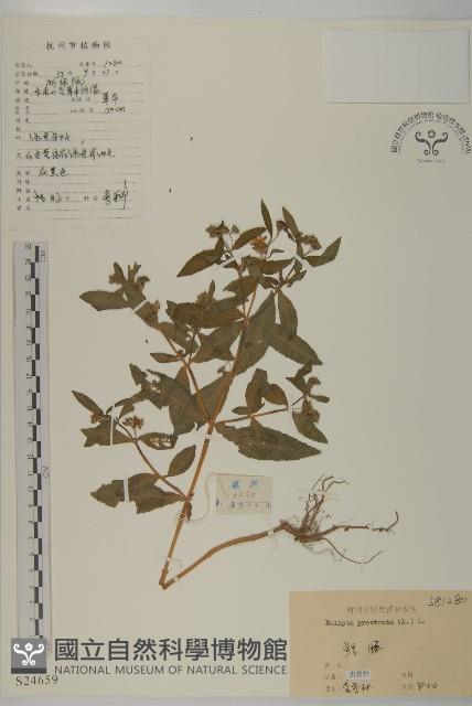 鱧腸藏品圖，第1張