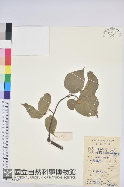 扛香藤藏品圖，第1張