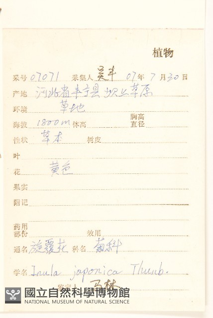 旋覆花藏品圖，第2張