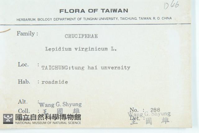 獨行菜藏品圖，第2張