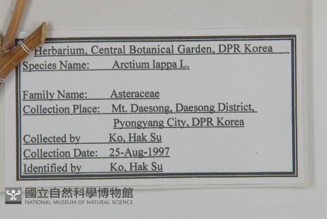 牛蒡藏品圖，第2張