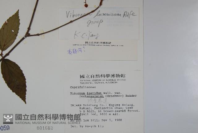 狹葉莢迷藏品圖，第2張