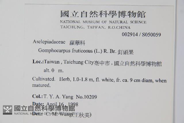 釘頭果藏品圖，第2張