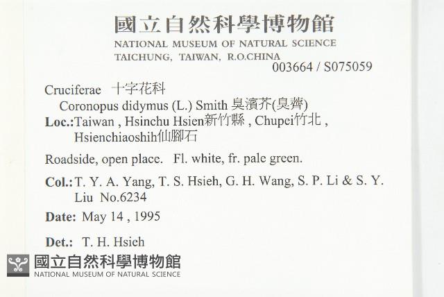 臭濱芥、臭薺藏品圖，第2張