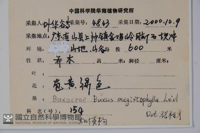 大葉黃楊藏品圖，第2張