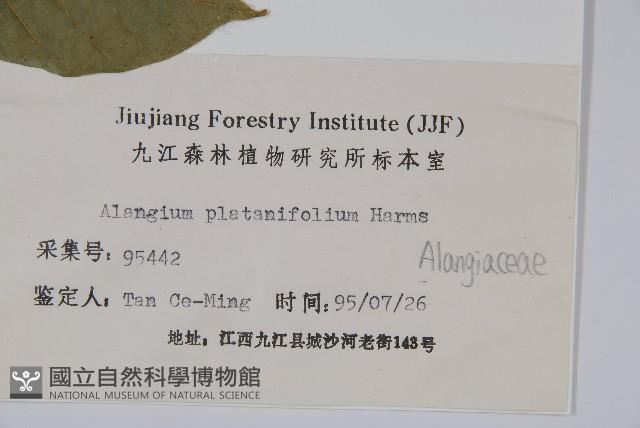 八角楓、瓜木藏品圖，第2張