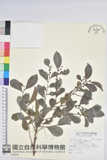 細葉饅頭果藏品圖，第1張