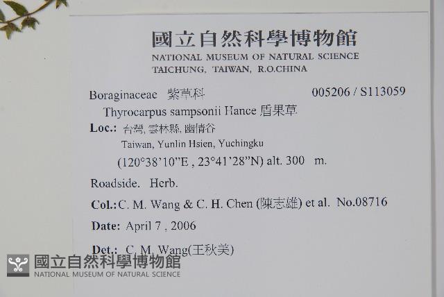 盾果草藏品圖，第2張