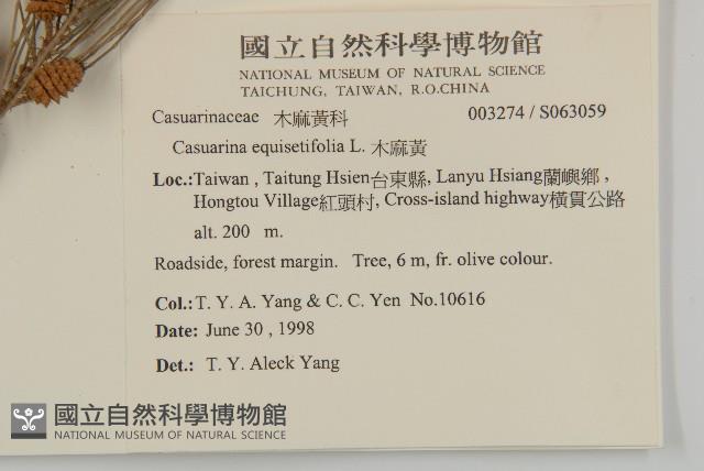 木麻黃藏品圖，第2張