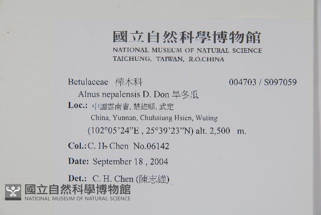 尼泊爾赤楊藏品圖，第2張