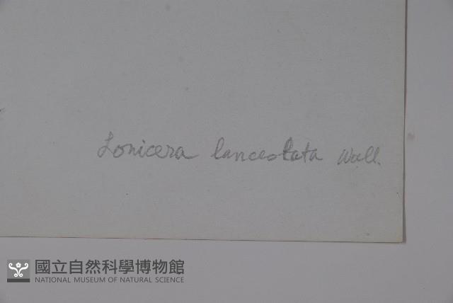 柳葉忍冬藏品圖，第2張