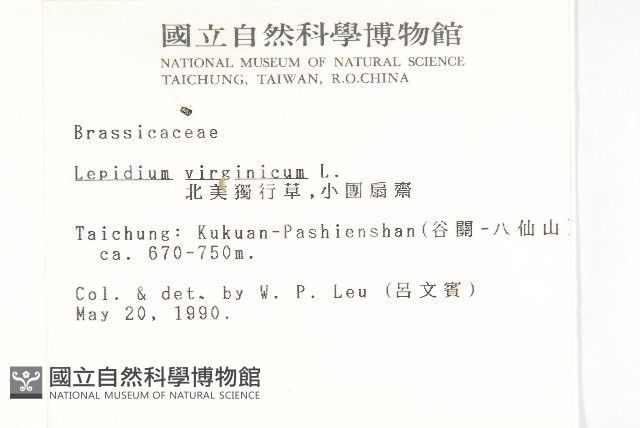 獨行菜藏品圖，第2張