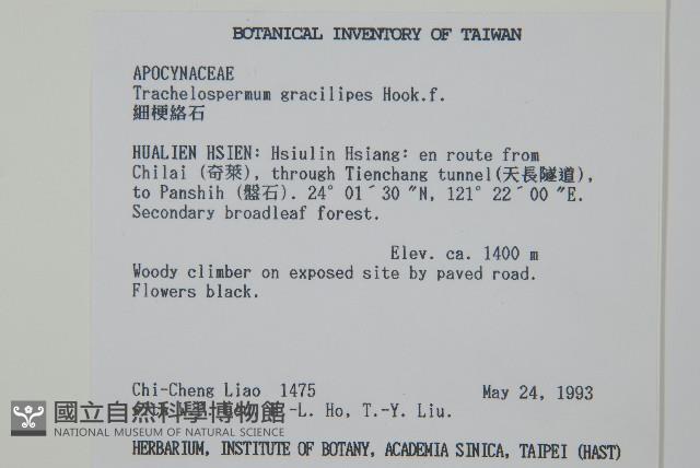 細梗絡石藏品圖，第2張