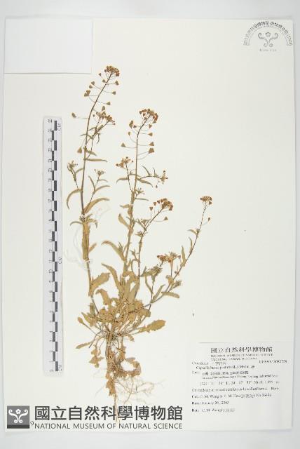 薺藏品圖，第1張