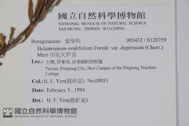 伏毛天芹菜藏品圖，第2張