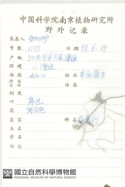 老鼠冬瓜藏品圖，第2張