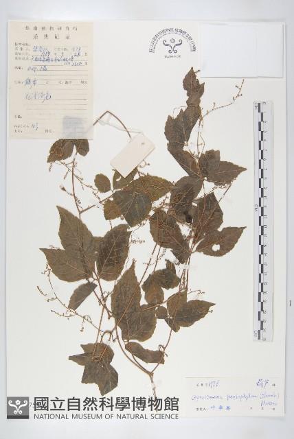 絞股藍藏品圖，第1張