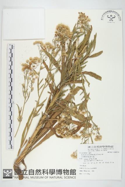 加拿大蓬藏品圖，第1張