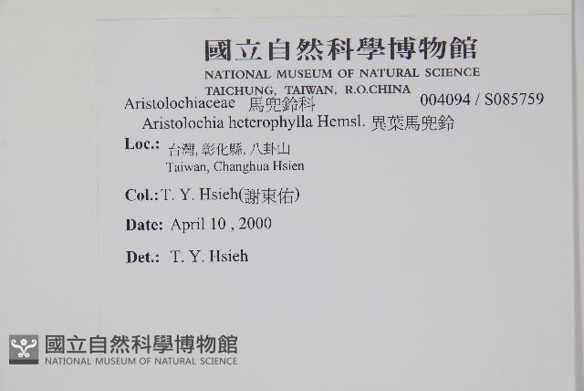 異葉馬兜鈴藏品圖，第2張