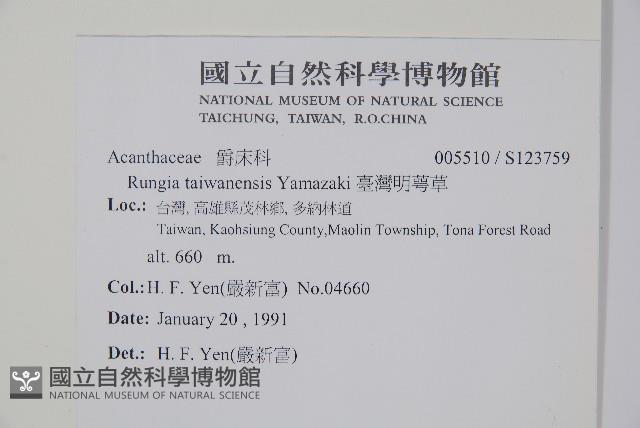 臺灣明萼草藏品圖，第2張