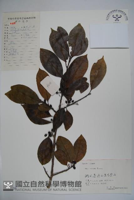 鐵冬青藏品圖，第1張