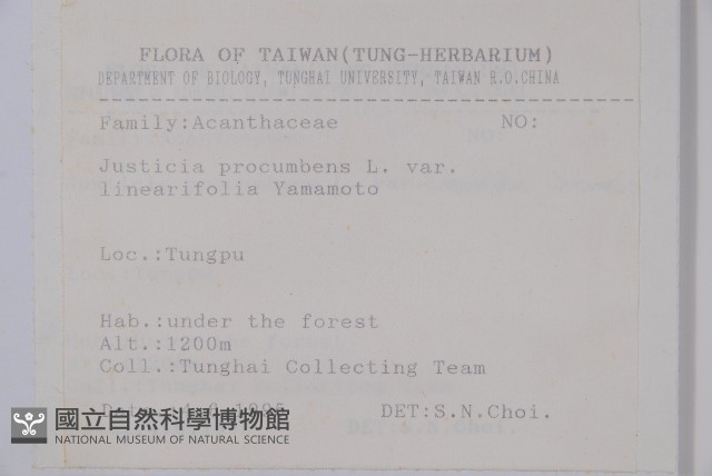 狹葉爵床藏品圖，第2張