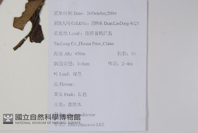 鹽膚木藏品圖，第2張