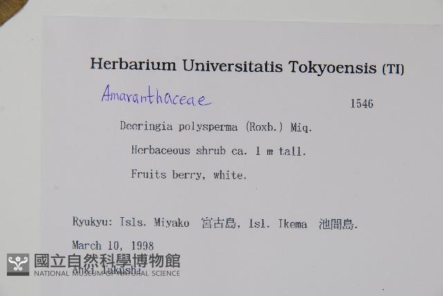 多子漿果莧藏品圖，第2張