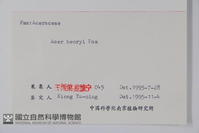 建始槭藏品圖，第2張