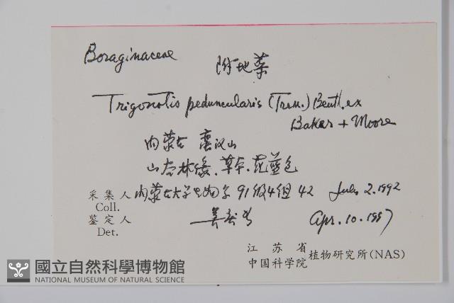 附地菜藏品圖，第2張