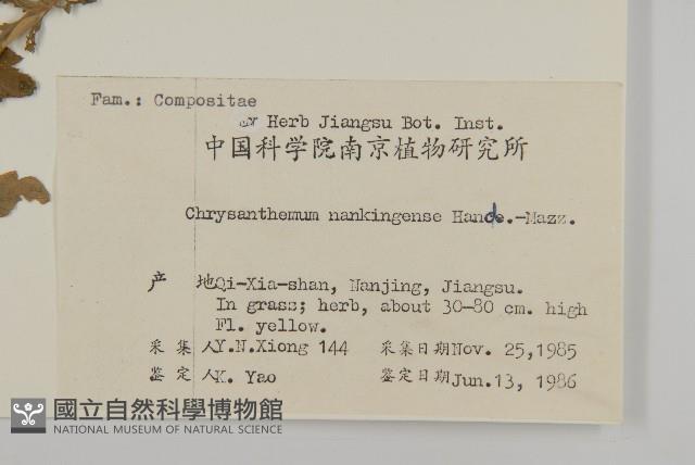 野菊藏品圖，第2張