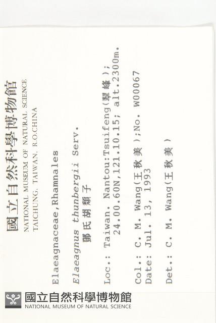 鄧氏胡頹子藏品圖，第2張