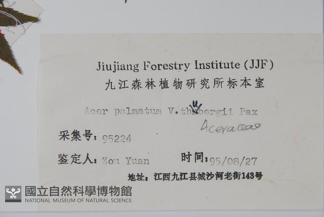 小雞爪槭藏品圖，第2張